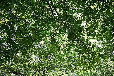 新作《火焰纹章：Engage》揭示预告 主角为失忆神龙