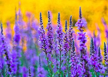 《塞尔达传说：智慧的再现》预告 9月26日发售